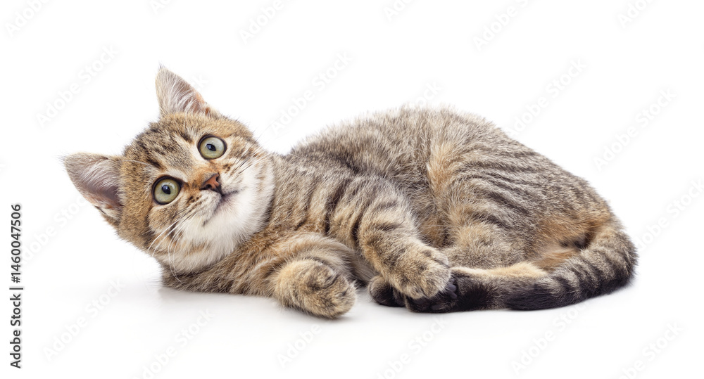 Fototapeta premium Little kitten looking up.