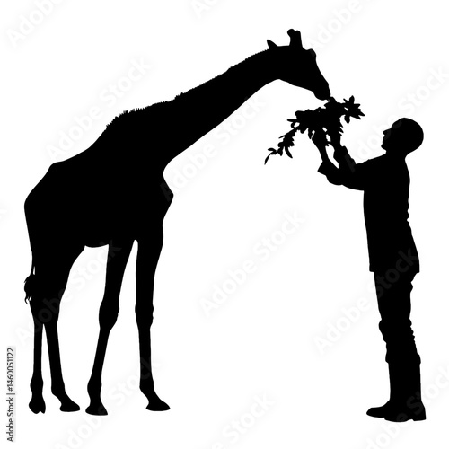 Silhouette of Zookeeper Feeding a Giraffe with Leaves, Animal Care, Wildlife Interaction, Zoo Environment, Conservation Efforts, and Human-Animal Connection