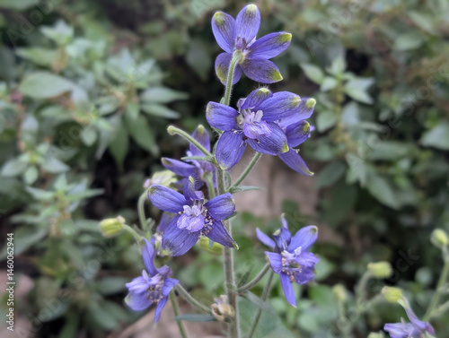 Flowers of Licebane (Staphisagria macrosperma), Croatia