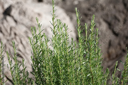 Leaves of Golden Samphire (Limbarda crithmoides), Croatia
