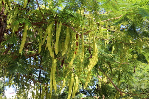 Honey locust grows in a city park in Israel.