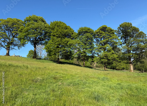 A row of lush green trees lines the horizon of a gently sloping grassy hill under a clear blue sky. Sunlight illuminates the vibrant landscape, close to the old village of, Thornton, Bradford, UK
