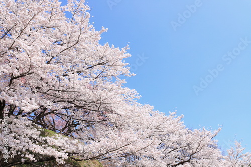 長野県上伊那郡中川村 大草城址公園の満開のソメイヨシノ