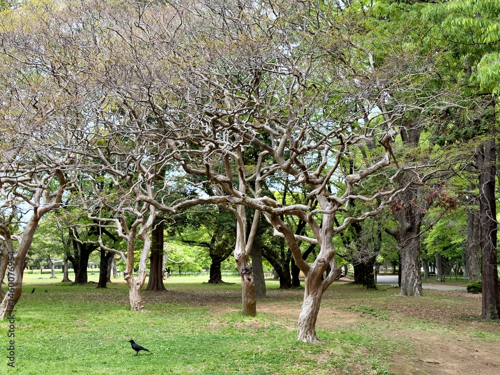 Bark less trees in public park Japan