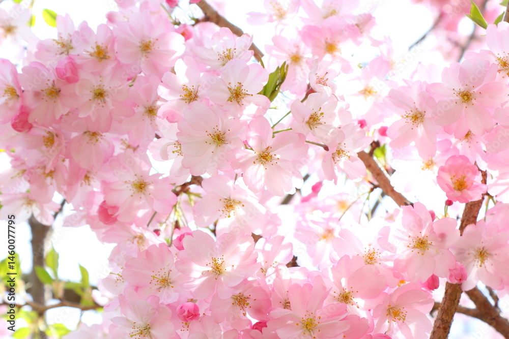 Fototapeta premium ピンクの思川桜のクローズアップ 白背景