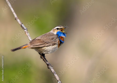 bright bird male bluethroat sits on a branch in a spring sunny garden and sin...