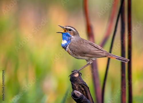 bright bird male bluethroat sits on a branch in a spring sunny garden and sin...