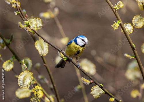 portrait bird bright blue tit in spring park on yellow willow branches fluffy