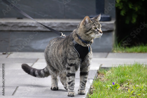 Obraz na płótnie Grey short-haired tabby cat wearing a collar and harness being taken for a walk