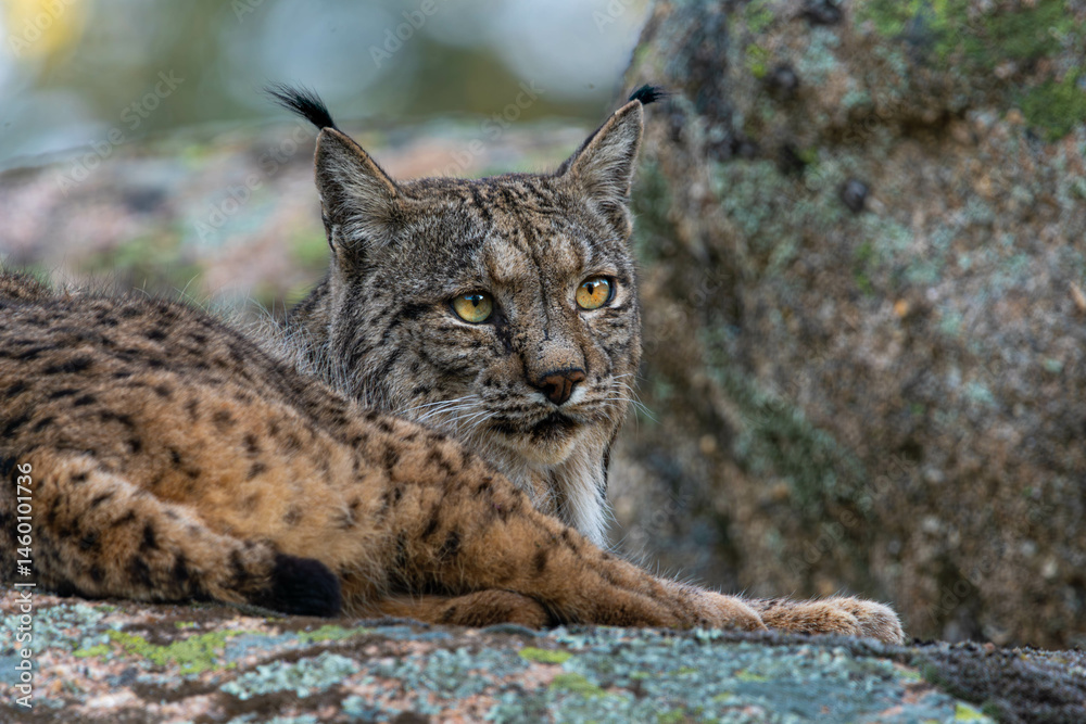 Obraz premium Lince ibérico, descansando sobre una roca al amanecer