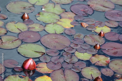Plants, flowers, pond life