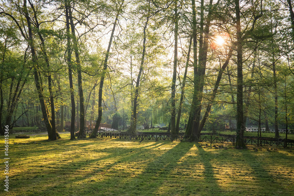 Fototapeta premium Sunlit forest scene with tall trees casting shadows across a grassy field evoking peace & nature's serene beauty