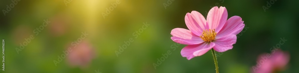 A single pink flower, peacefully blooming in a quiet garden spot , single bloom, flora A single pink flower, peacefully blooming in a quiet garden spot , single bloom, flora