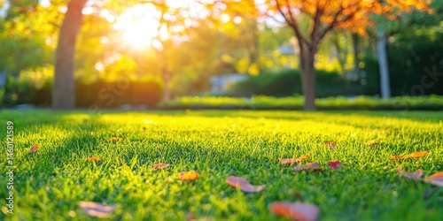 Autumnal Golden Hour: Serene Park Landscape with Sunlit Grass and Fallen Leaves