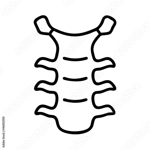 Spine Anatomy Outline Illustration on White Background  