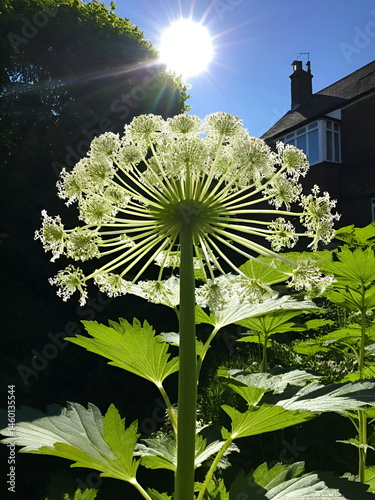 Neophyte, giant hogweed in the sun