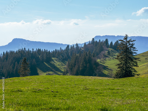 Rolling Green Pastures and Pine Ridges in Springtime, Chartreuse Massif