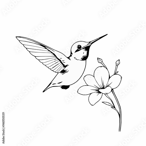 Hummingbird flying near flower black and white line art illustration vector isolated on white background simple clean design detailed illustration minimalist aesthetic