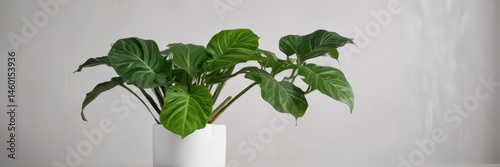 Alocasia Frydek in a simple white pot, lush green foliage , photography, foliage photo
