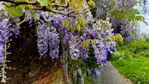 
Horizontal View of Wisteria Hanging Over a Pathway by an Old Brick Wall
