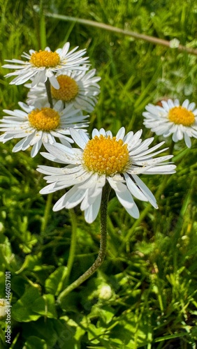 
Close-Up of a Cluster of Daisies in Green Grass
