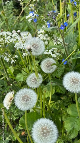 
White Dandelion Seed Heads with Wildflowers in Green Grass

