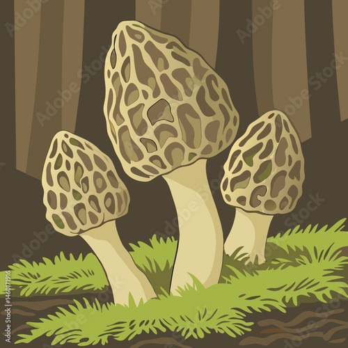 Three Morels Growing in a Forest Setting Illustration