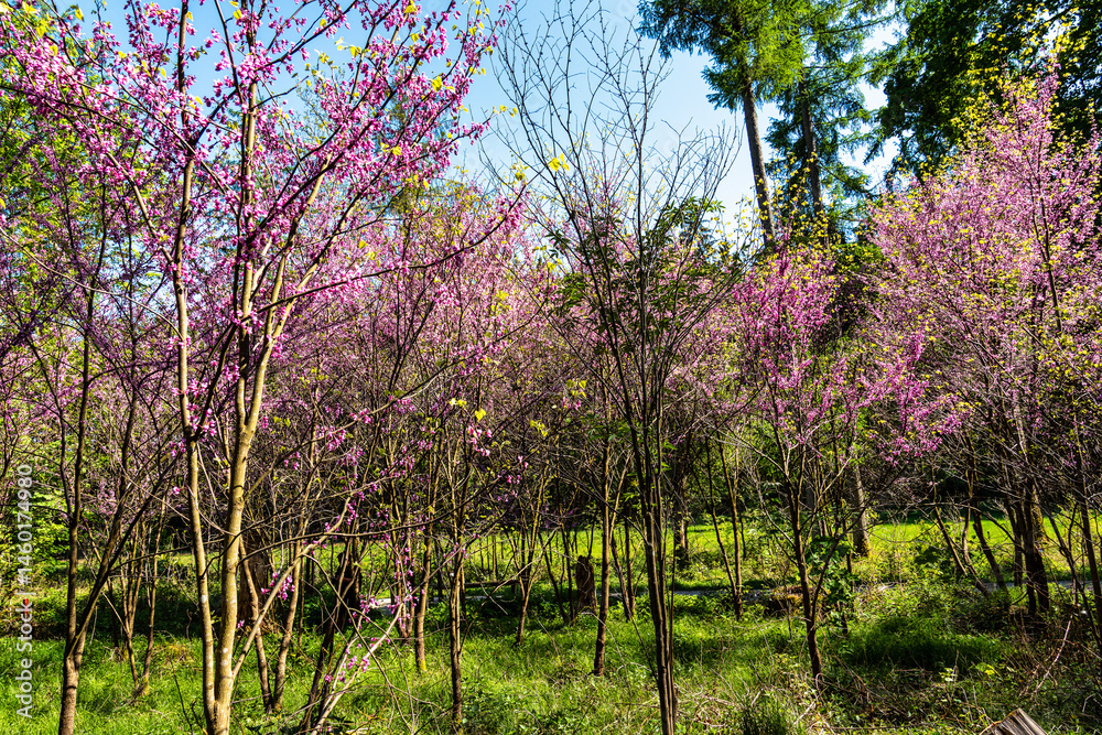 Eastern Redbud Tree or Cercis canadensis blossoming in the World Forest, Weltwald in Freising near Munich, Germany.