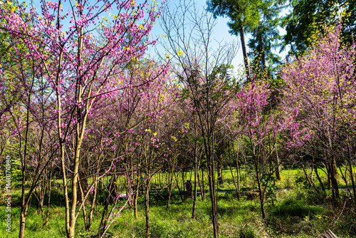 Obraz na płótnie Eastern Redbud Tree or Cercis canadensis blossoming in the World Forest, Weltwald in Freising near Munich, Germany. w salonie