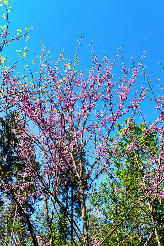 Eastern Redbud Tree or Cercis canadensis blossoming in the World Forest, Weltwald in Freising near Munich, Germany.