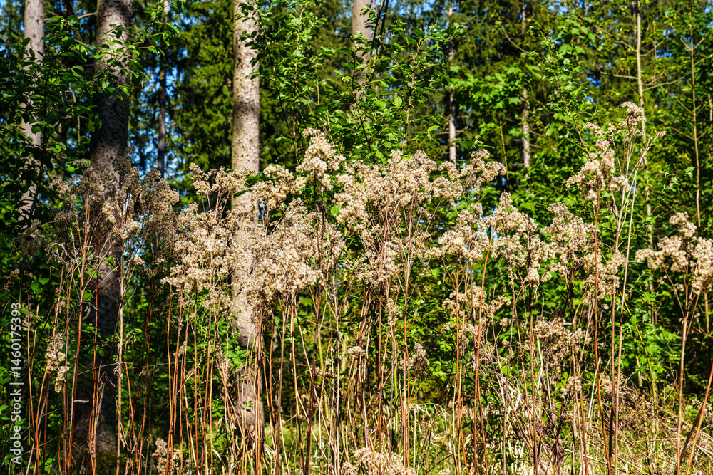 Hiking through the World Forest, Weltwald in Freising near Munich in Bavaria, Germany.