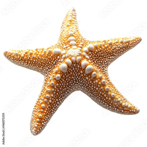 Starfish isolated on transparent background.