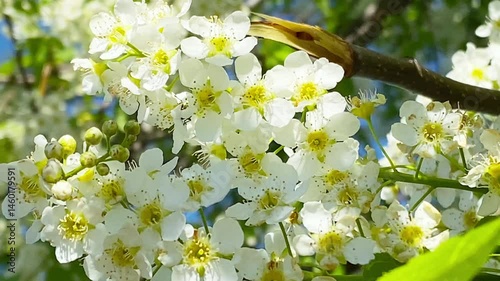 Dense cluster of small white flowers with golden centers, set against lush green leaves. The flowers form a beautiful and natural arrangement, highlighting their delicate appearance
