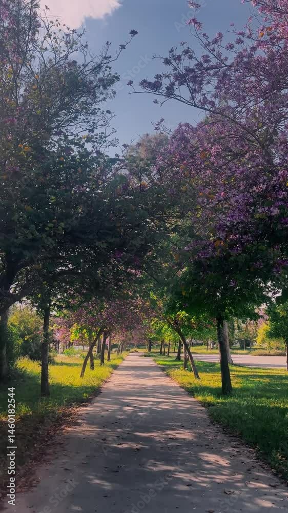 Serene walkway surrounded by blooming trees and vibrant greenery in springtime Serene walkway surrounded by blooming trees and vibrant greenery in springtime