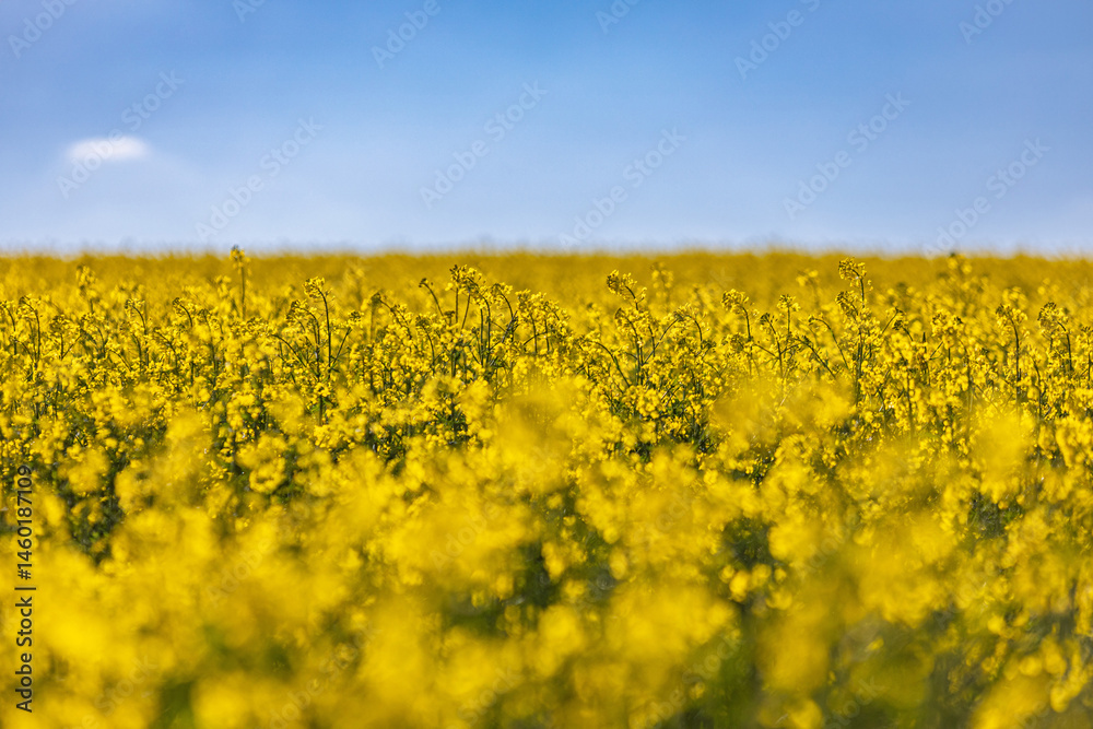 Unendliche Weite: Blühendes Rapsfeld im Sonnenschein Unendliche Weite: Blühendes Rapsfeld im Sonnenschein