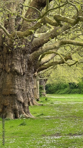 
Massive Sprawling Trees Lining a Park Path in Early Spring, England

