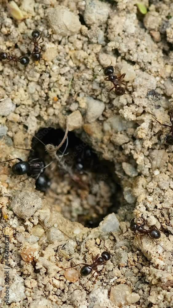 Vertical Macro view of black ants hill working on ground nest, animal insect wildlife Vertical Macro view of black ants hill working on ground nest, animal insect wildlife