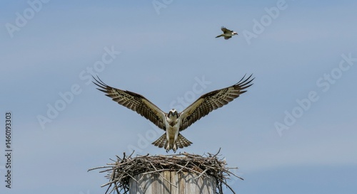 Osprey landing near nest