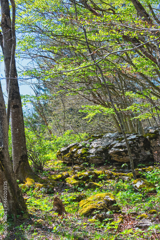 Naklejka premium lisière de la forêt au printemps