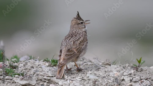 A small bird that sings over the ground in overcast and slightly windy weather. Crested Lark, Galerida cristata.