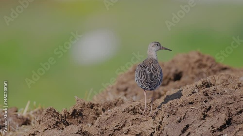 A shorebird standing on a pile of earth. Philomachus pugnax, Ruff.