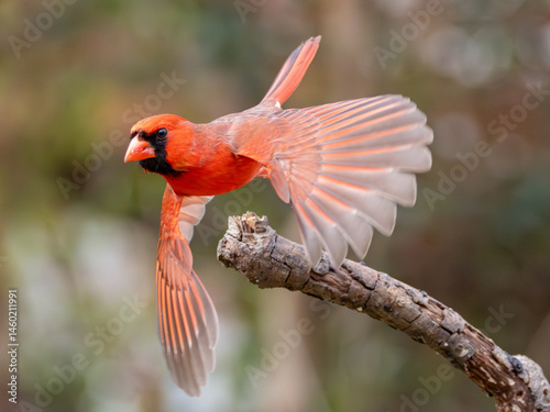 Male northern cardinal taking off in flight