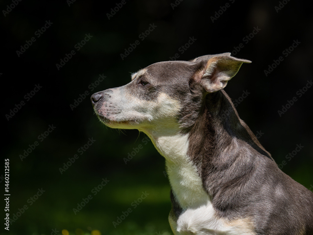 Senior pet dog outside sunbathing Senior pet dog outside sunbathing