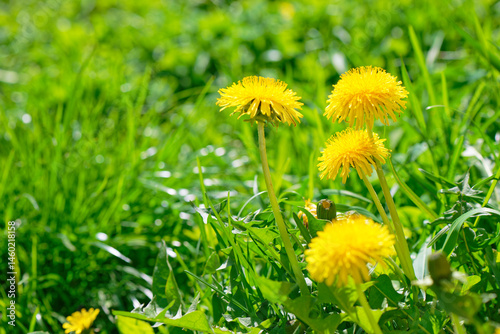 Yellow dandelions (Taraxacum officinale) blooming on green grass background