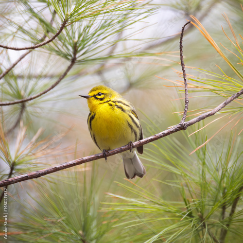 Front view of male prairie warbler Setophaga discolor in full breeding plumage perched on a branch in a pine tree photo