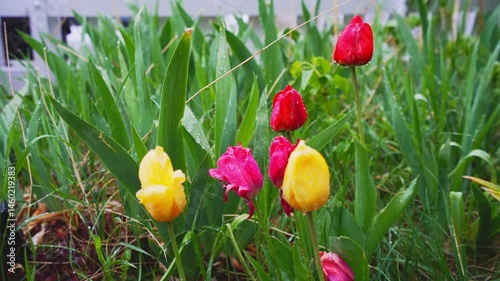 Small plot of spring tulips in falling snow flakes