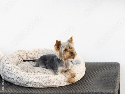 Yorkshire terrier adult with cut hair lying on his bed.