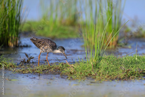Kampfläufer Calidris pugnax ruff photo