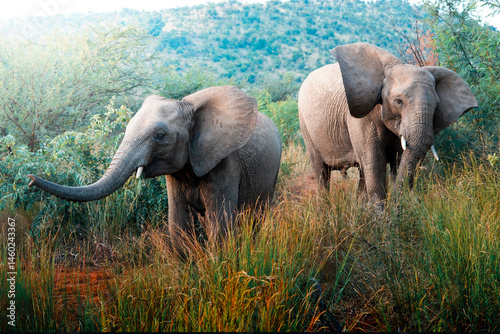 A lone elephant stands majestically in the wild, surrounded by dense green foliage, with soft focus on the lush bush creating a dreamy, artistic atmosphere that highlights natural beauty and wildlife.