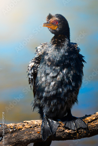 A cormorant perches motionless on a riverside branch, eyes locked on the water below as it waits for the perfect moment to strike; sharp focus captures its intense gaze and natural hunting behavior.